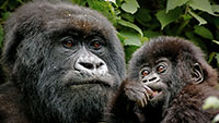 gorilla trekking safaris