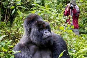 10 Day Gorilla & Chimps Trekking, Big5 Safari