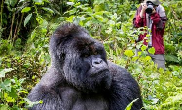10 Day Gorilla & Chimps Trekking, Big5 Safari