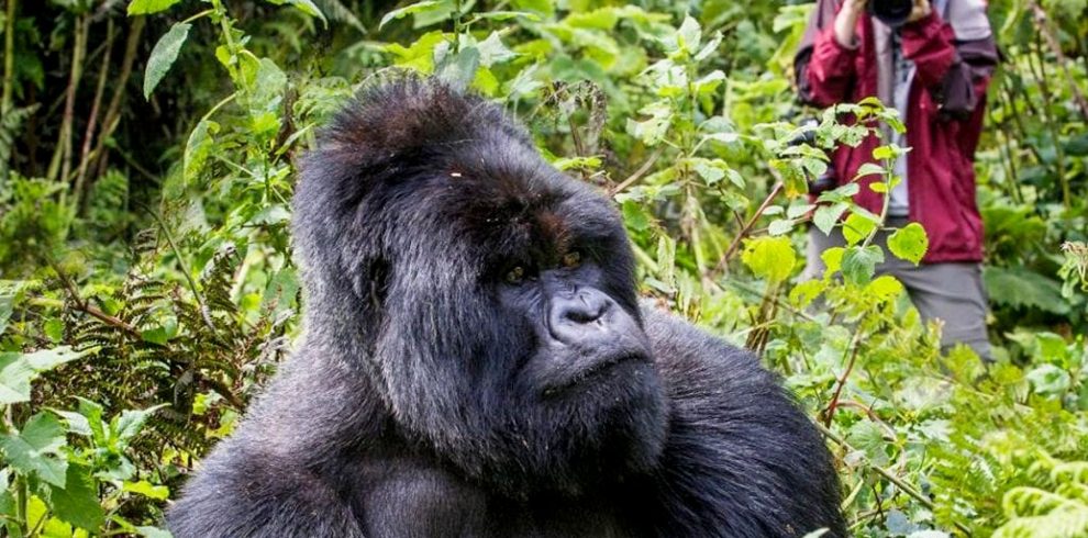 10 Day Gorilla & Chimps Trekking, Big5 Safari