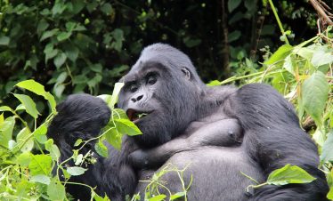 7 Day Big 5, Chimpanzee and Gorilla Tour