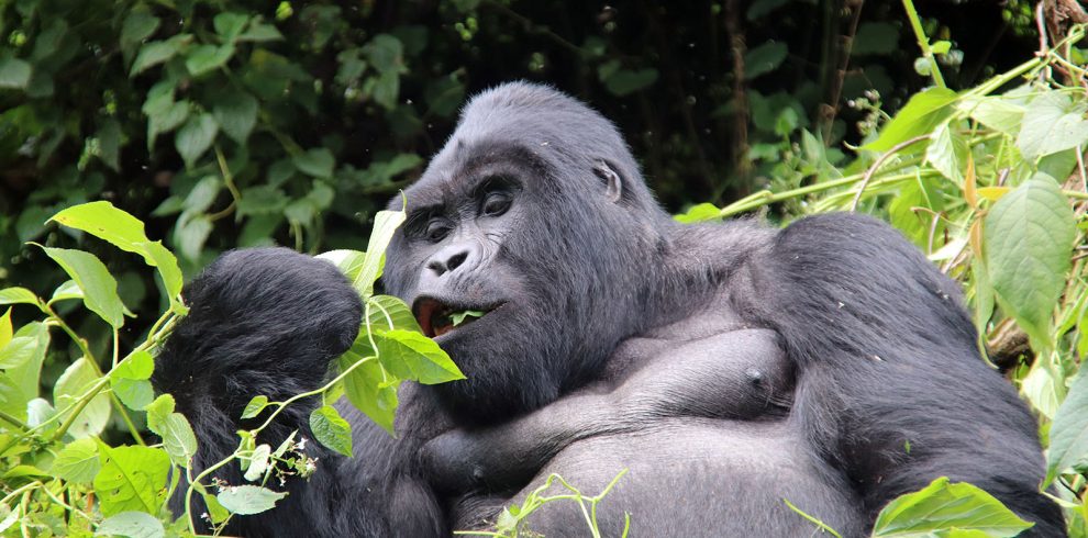 7 Day Big 5, Chimpanzee and Gorilla Tour