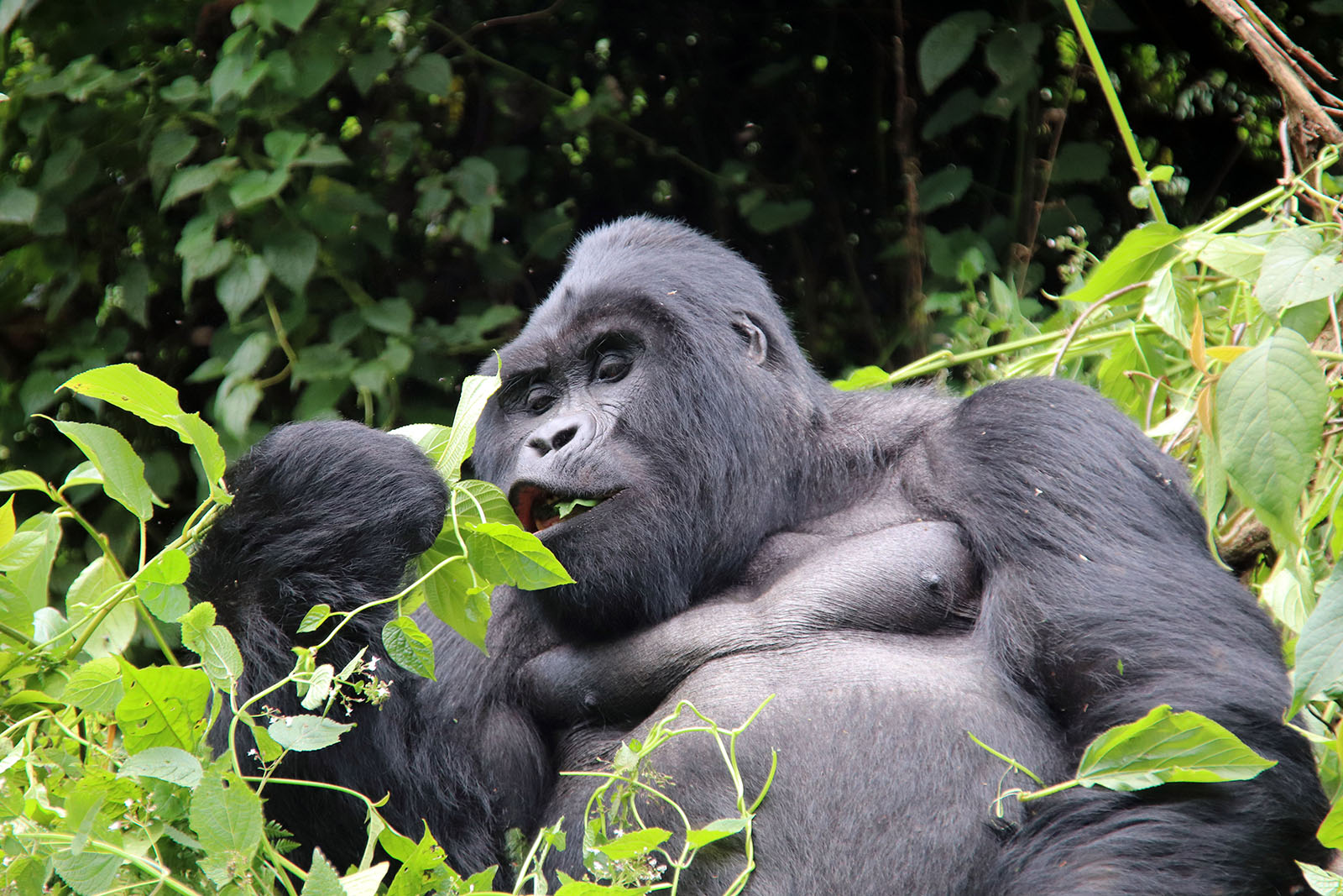 7 Day Big 5, Chimpanzee and Gorilla Tour