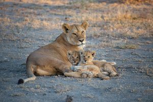 Pride of lions in Masai Mara Game Reserve in Kenya safari