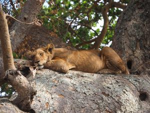 Best Travel Agency In africa