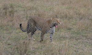 Best African Tours