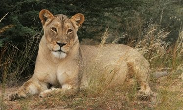 3 day Murchison Falls Safari