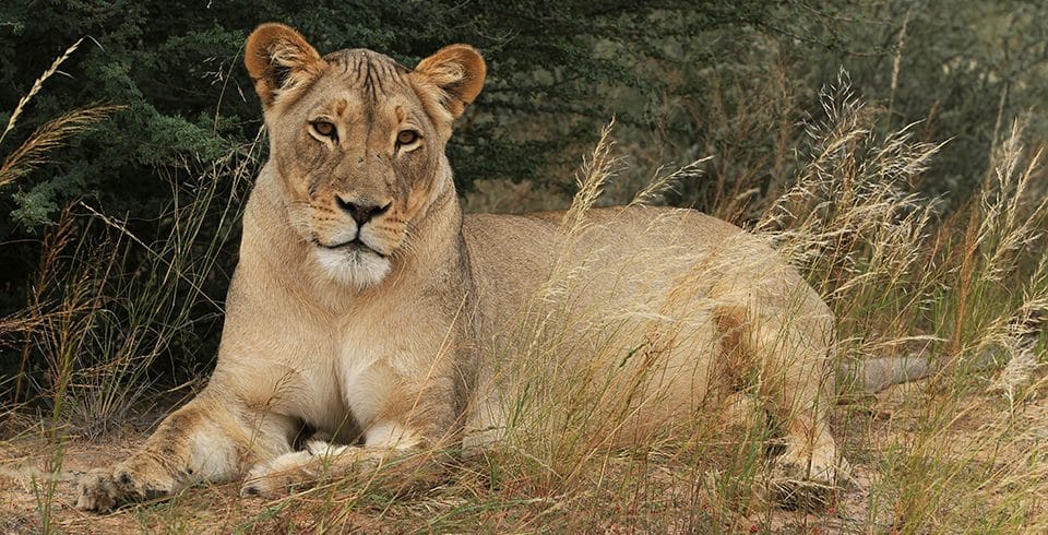 3 day Murchison Falls Safari