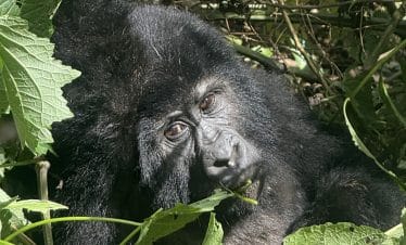 10 Day Uganda Wildlife, Gorilla & Chimp Safari
