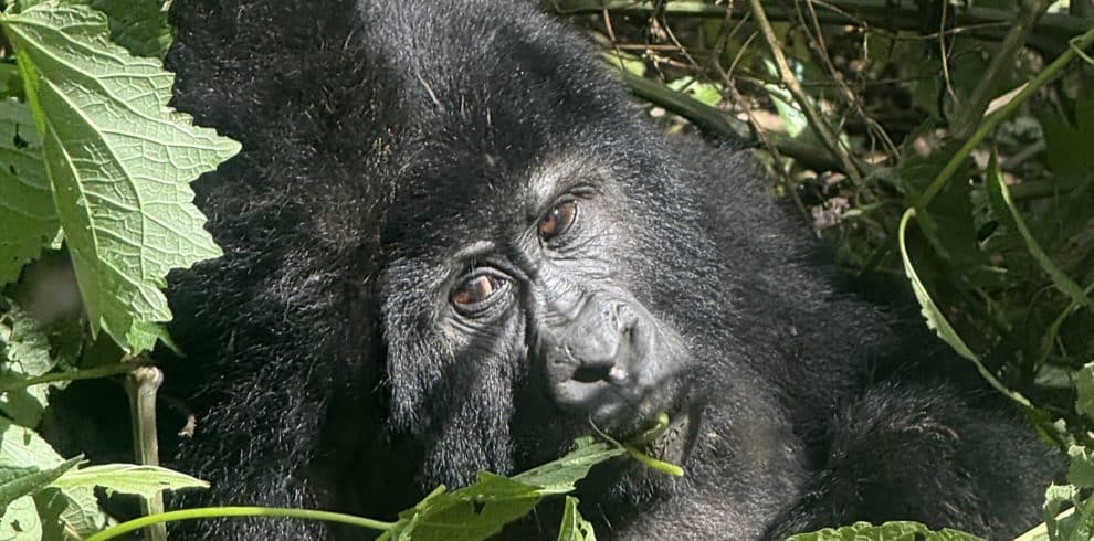 10 Day Uganda Wildlife, Gorilla & Chimp Safari