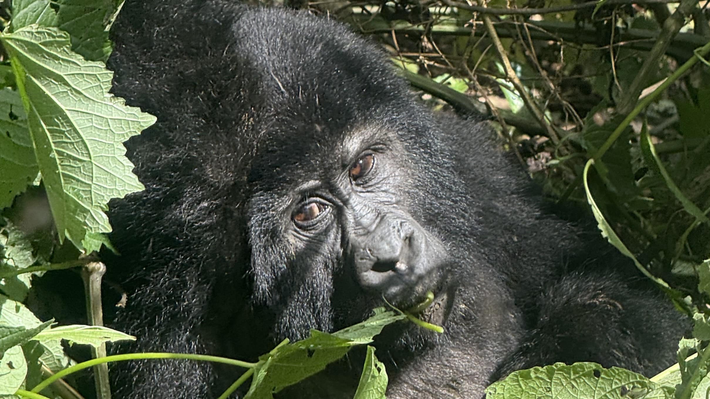 10 Day Uganda Wildlife, Gorilla & Chimp Safari