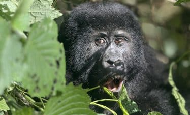 9 Day Gorilla & Chimpanzee Trekking , Big 5 Safari