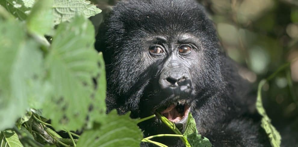 9 Day Gorilla & Chimpanzee Trekking , Big 5 Safari