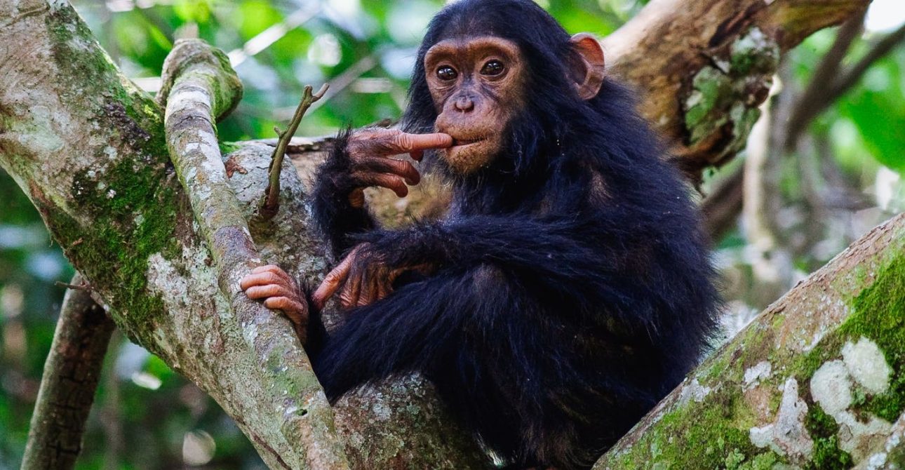 Chimpanzee Trekking in Kyambura Gorge
