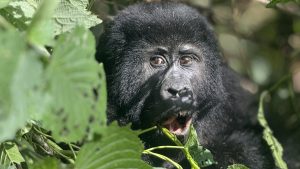 Gorilla Trekking Safaris