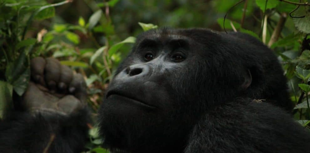21 Day Uganda Safari